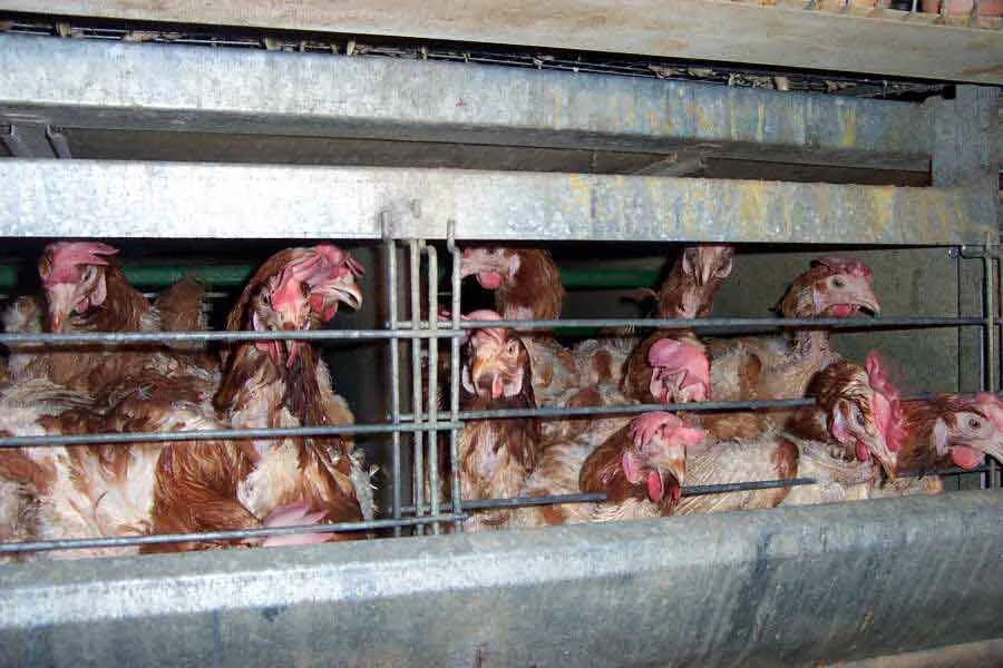 EGGSIT - Stop the Sale of Caged Eggs