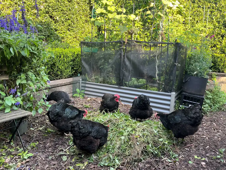 Chickens in Medford!