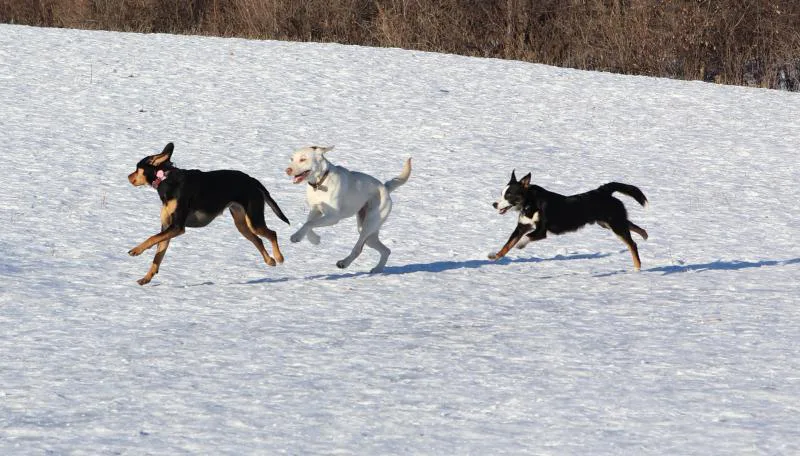 Petition To Keep Big Canoe Soccer Field Open to Dog Owners