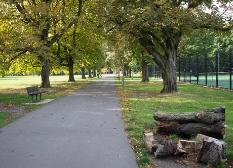 Consultation on Chestnut Avenue trees on Tooting Common