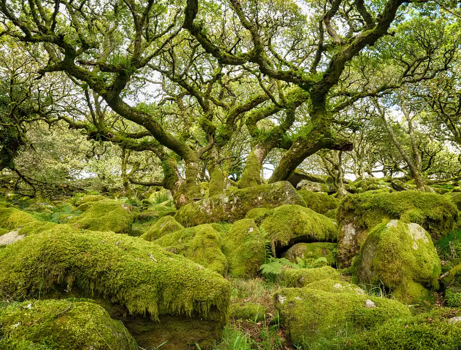 Woodland at Wellhouse Dell
