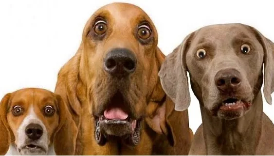 Petition to oppose The Waimate Council Against New Dog Registration