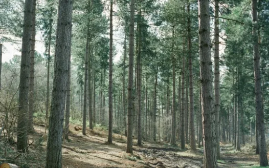 Meulestee Bos