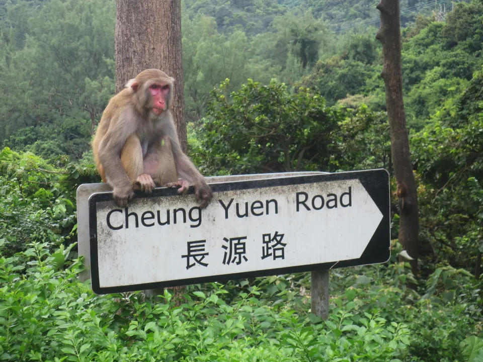 Save Monkeys