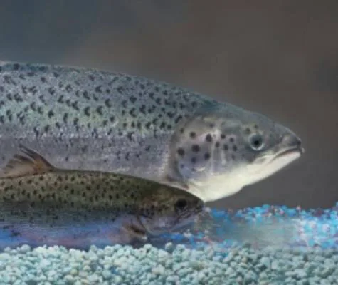 Costco please sell AquAdvantage salmon.