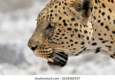 Leopards need our HELP!