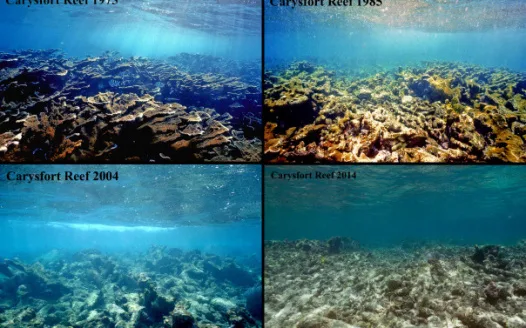 Biodiversity is the key so we can all live in glee!