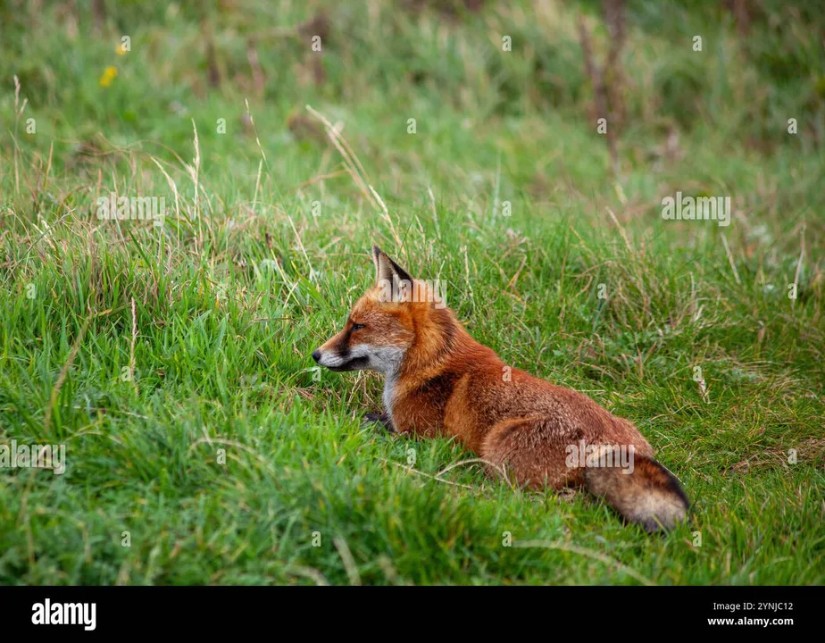 Ban Fox Hunting In Ireland