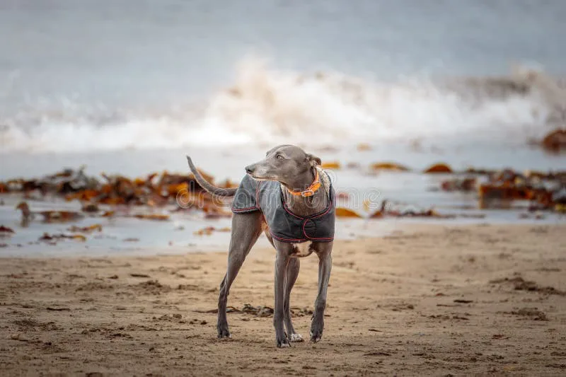 Allow dogs on the beach