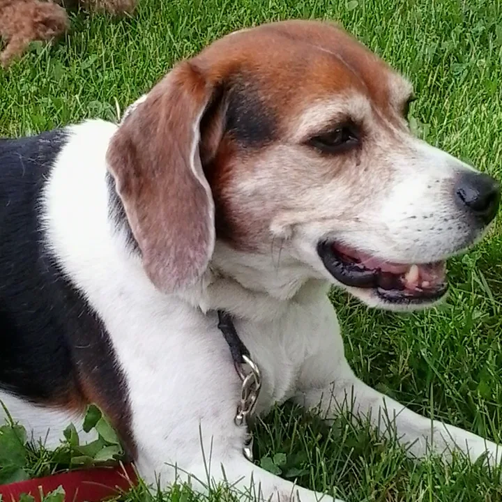 Petition for shade and water at the Earl Bales off-leash dog park: