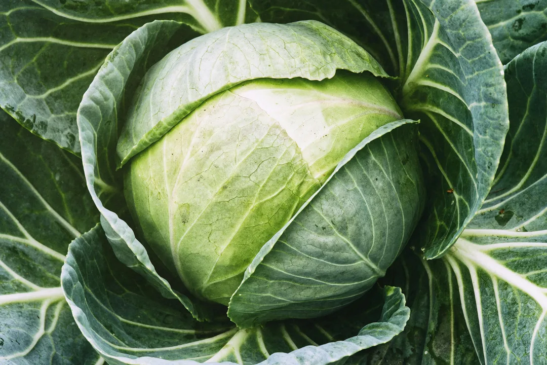 Become a Cabbage