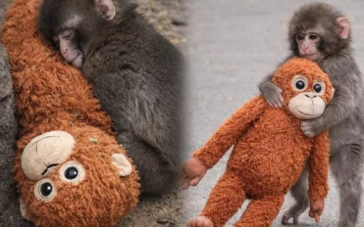 Save "Punch": Move Japan’s Loneliest Macaque to a Specialized Sanctuary
