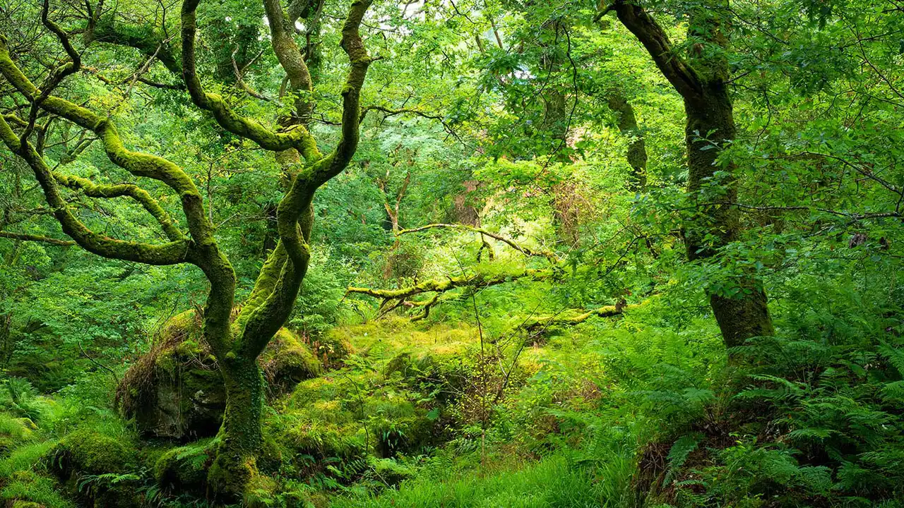SAVE YOUR TREES !