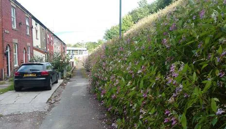 Maintenance of Railway Terrace Embankment and Surrounding Paths