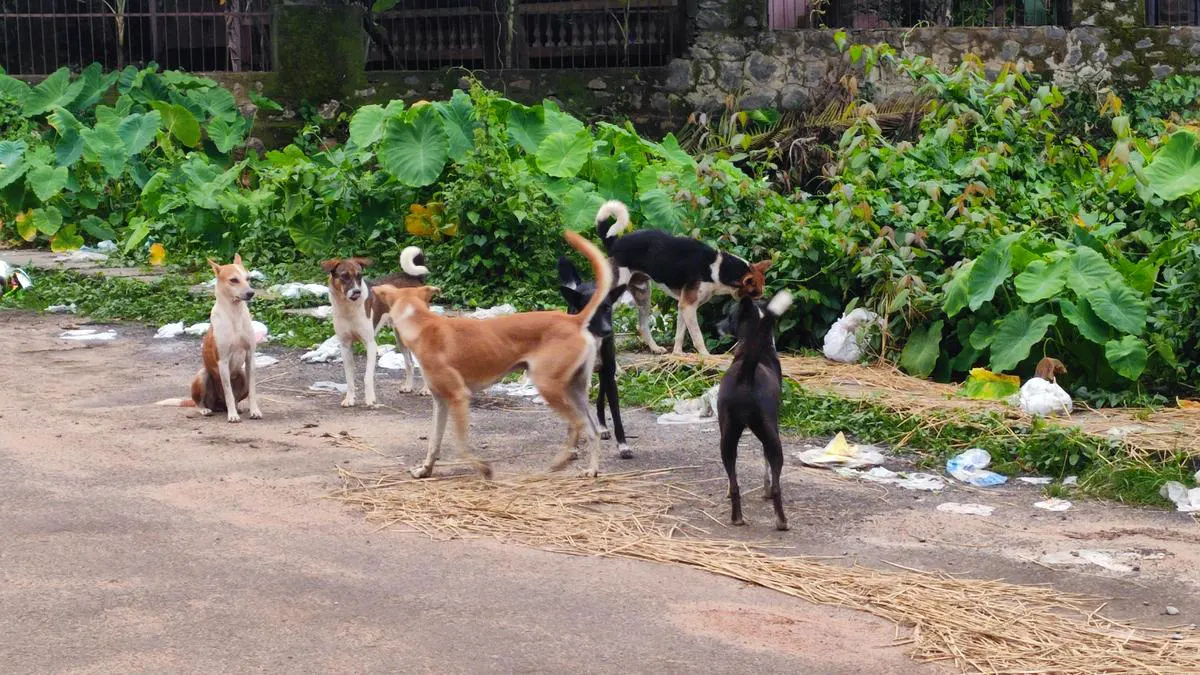 Make Kerala safe from Street Dogs