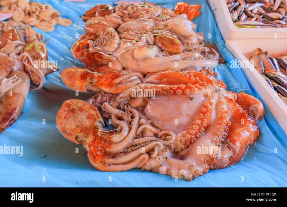  Octopus Pledge