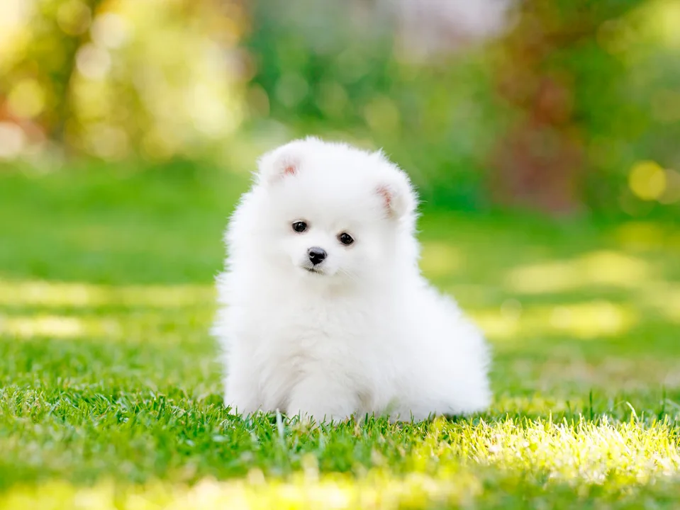 Husband Demands Signatures Before Wife Gets Pom Puppy