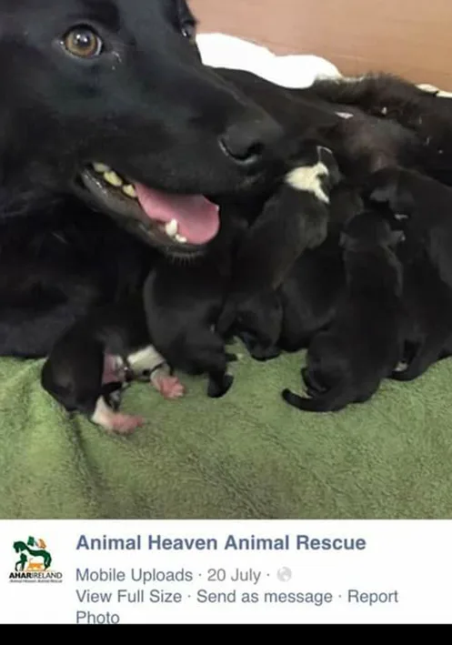 Make it illegal for animal rescues to withold information from supporters
