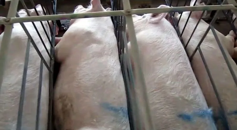 Improve the Treatment of Factory Farm Animals