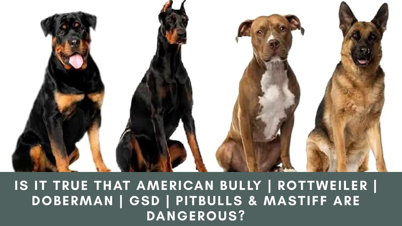 Stop Dog Discrimination