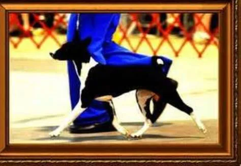 Change the rule for dogs DQ'd by AKC Judges