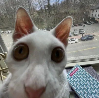 HELP MARYAM CONVINCE HER MOTHA TO GET HER A KITTYKAT 