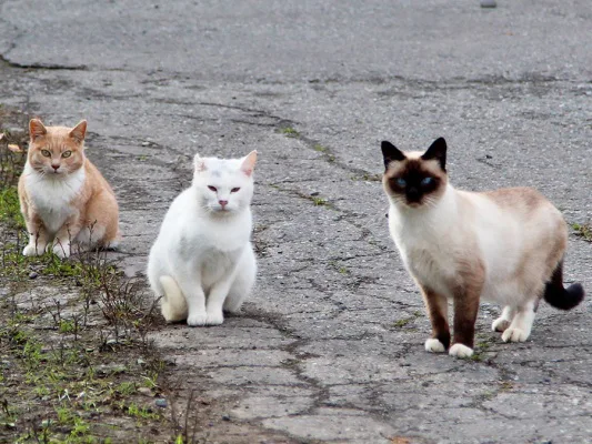 Help the Stray & Feral Cats on Fort Bragg