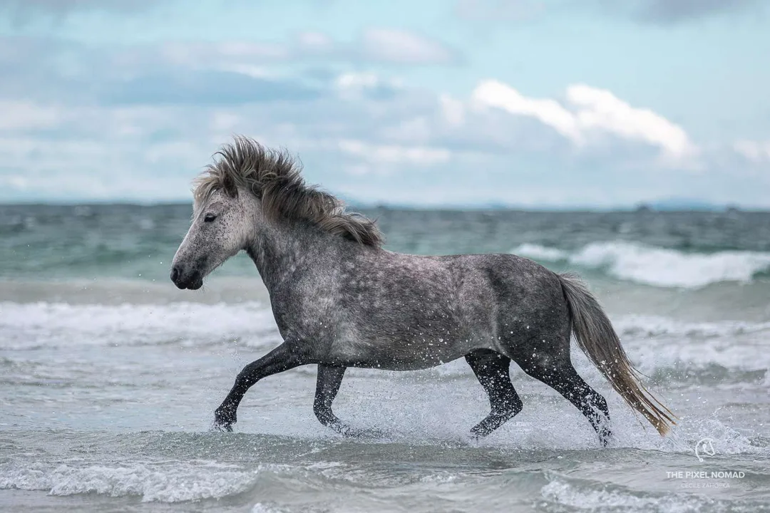 Get the Eriskay Pony Recognised!