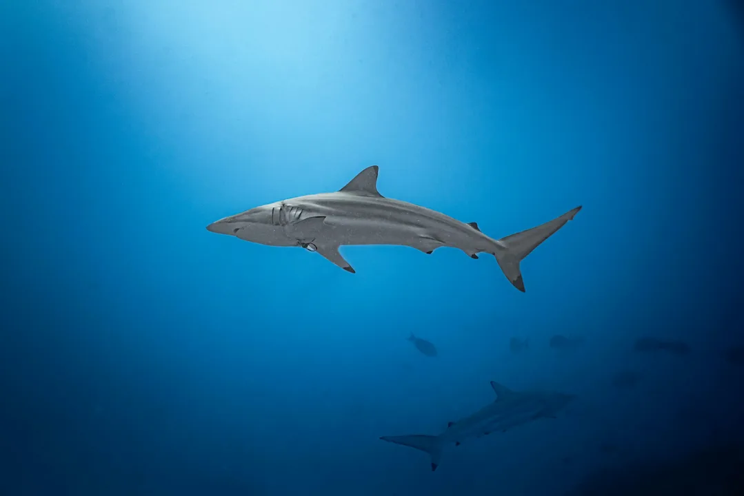 Save The Sharks