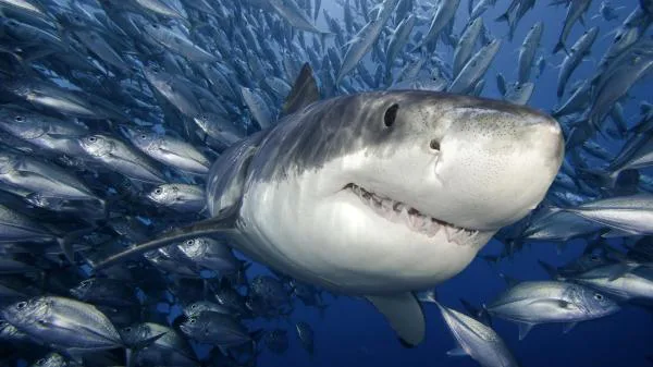 Save the Sharks, Save the World