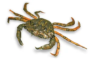 Stop invasive green crabs in Gulf of Maine