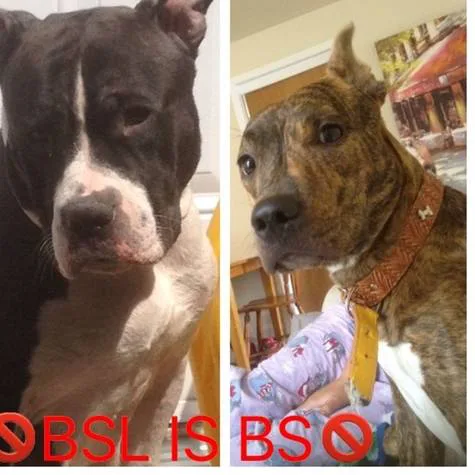 Say NO to banning pitbulls in the province of Quebec!