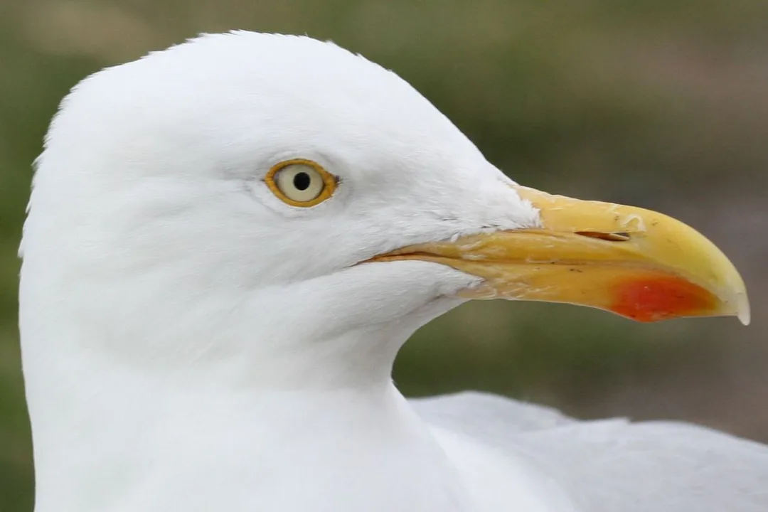 declassification of herring gulls as protected