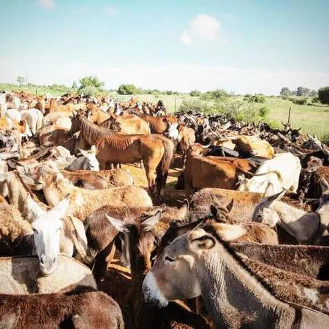 help the animals