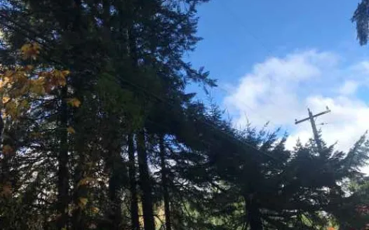 Pause before you sign PSE easements, Stop Vashon clearcut/land grab