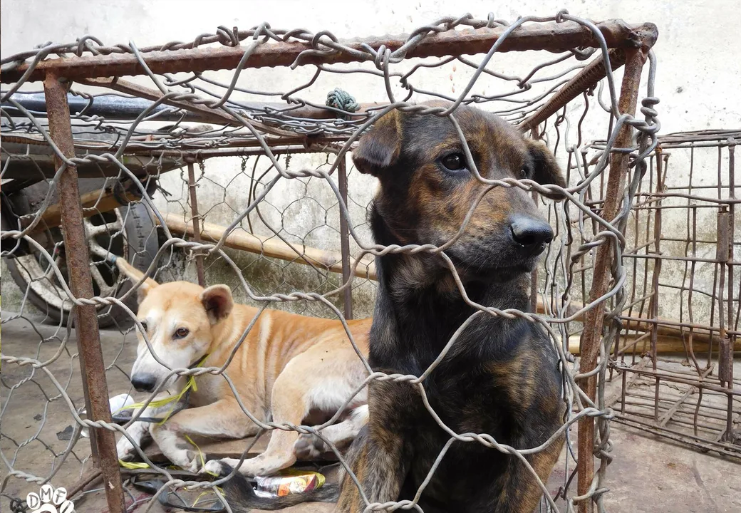 Ban pets trades in Egypt