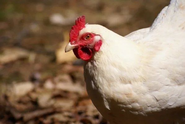 Chicken ordenance for Butler Township Pennsylvania
