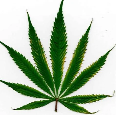 Residents Opposed to Extended Closing Hours for Marijuana Shops