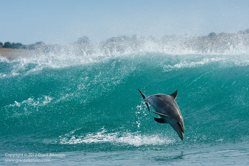 Stop the Dolphin Massacre