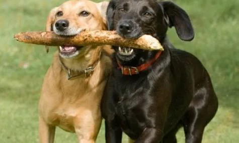 Wellesley Gardens Dog Park
