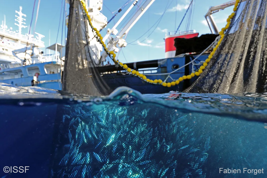 Ban Driftnet Fishing