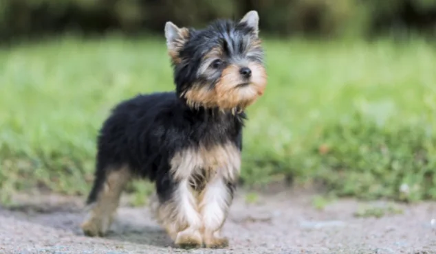 Help Dae Get A Puppy