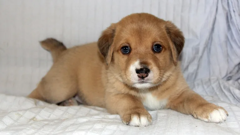 get amanda a puppy