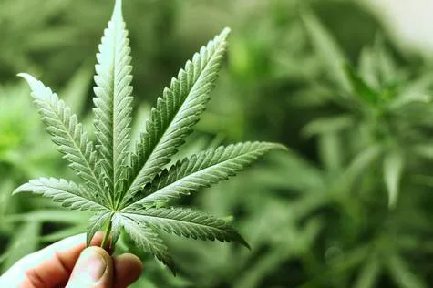 Cannabis Legalization