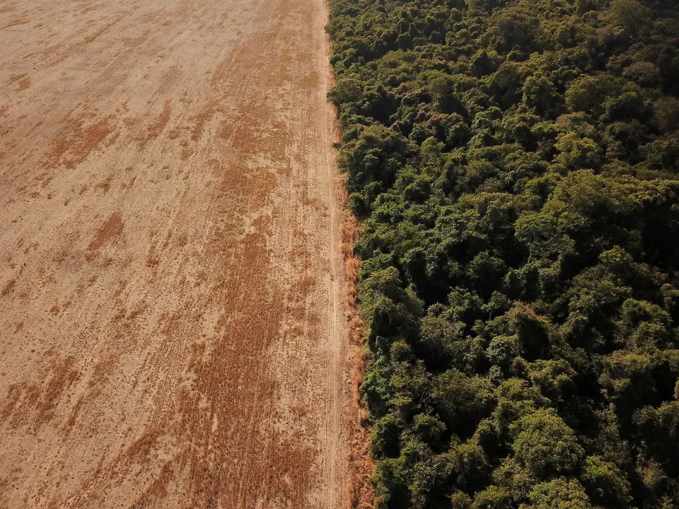 Save The Amazon