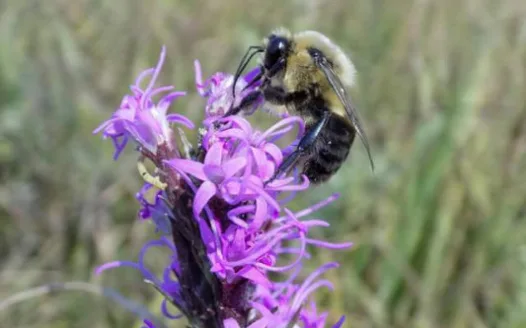 Petition to have the city of Wichita name the Native Bumblebee the official City Insect.