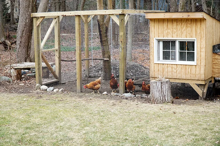 Chickens in the city of Desloge MO