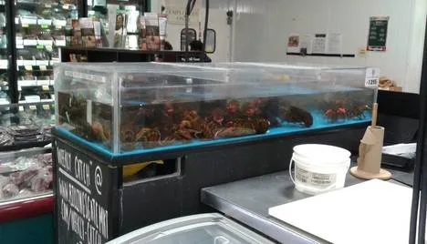 Community Natural Foods: Stop selling live animals, including lobsters, crabs, fish, etc.