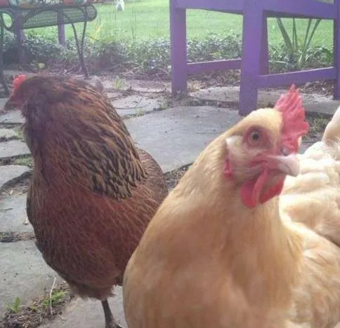 Chickens in the Burg
