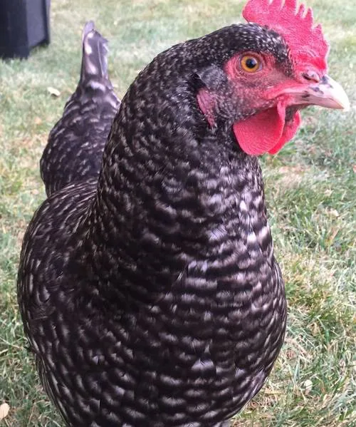 Legalize Backyard Chickens in Ogden, Utah